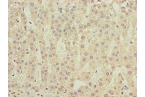 Immunohistochemistry of paraffin-embedded human adrenal gland tissue using ABIN7148308 at dilution of 1:100 (COMMD2 anticorps  (AA 5-199))
