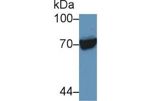 Western Blot; Sample: Human Raji cell lysate; Primary Ab: 5µg/ml Rabbit Anti-Human HSPA1L Antibody Second Ab: 0. (HSPA1L anticorps  (AA 1-641))
