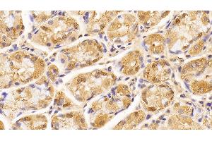 Detection of LMNB1 in Human Stomach Tissue using Anti-Lamin B1 (LMNB1) Monoclonal Antibody