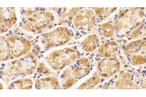 Detection of LMNB1 in Human Stomach Tissue using Anti-Lamin B1 (LMNB1) Monoclonal Antibody (Lamin B1 anticorps  (AA 52-233))
