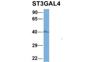 Host:  Rabbit  Target Name:  NOP56  Sample Type:  MCF7  Antibody Dilution:  1. (ST3GAL4 anticorps  (Middle Region))