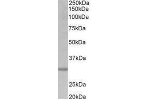 AP31687PU-N (0. (CRLS1 anticorps  (Internal Region))