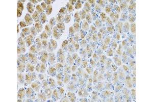 Immunohistochemistry of paraffin-embedded Mouse stomach using AP1M2 Polyclonal Antibody at dilution of 1:100 (40x lens).