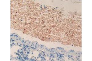 Figure. (MPL anticorps  (AA 66-260))