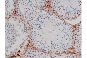ABIN6267362 at 1/200 staining Mouse testis tissue sections by IHC-P. (MAPT anticorps  (pThr205))