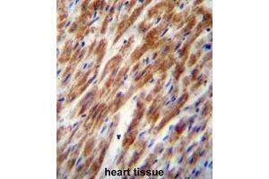 CHI3L2 Antibody (N-term) immunohistochemistry analysis in formalin fixed and paraffin embedded human heart tissue followed by peroxidase conjugation of the secondary antibody and DAB staining. (CHI3L2 anticorps  (N-Term))