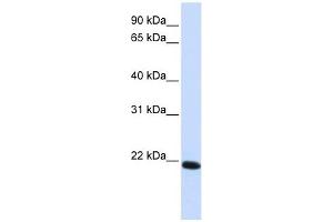 Claudin 19 antibody used at 1 ug/ml to detect target protein. (Claudin 19 anticorps  (C-Term))