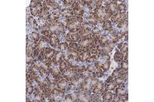 Immunohistochemical staining (Formalin-fixed paraffin-embedded sections) of human pancreas with TRAF3 polyclonal antibody  shows strong cytoplasmic positivity in granular pattern in exocrine glandular cells. (TRAF3 anticorps)