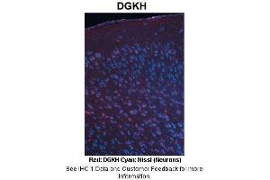Sample Type :  Adult mouse cortex  Primary Antibody Dilution :  1:500  Secondary Antibody :  Anti-rabbit-Cy3  Secondary Antibody Dilution :  1:1000  Color/Signal Descriptions :  Red: DGKH Cyan: Nissl (Neurons)  Gene Name :  DGKH  Submitted by :  Joshua R. (DGKH anticorps  (Middle Region))
