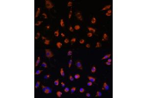 Immunofluorescence analysis of L929 cells using TMEM25 antibody (ABIN7270963) at dilution of 1:100.