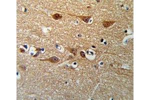 SMAD3 antibody IHC analysis in formalin fixed and paraffin embedded brain tissue.