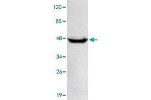 Western blot analysis of HeLa whole cell lysate 40 ug/lane with PPM1A monoclonal antibody  at 1:1000 dilution. (PPM1A anticorps  (N-Term))