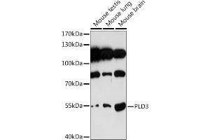 Western blot analysis of extracts of various cell lines, using PLD3 Rabbit pAb (ABIN7269351) at 1:1000 dilution.
