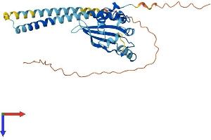 AlphaFold protein structure predicition of Human Recombinant TSPY8 Protein, UniprotID P0CW00