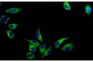 Immunofluorescence staining of A549 cells with ABIN7175408 at 1:133, counter-stained with DAPI. (AVPR1A anticorps  (AA 1-52))