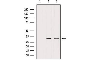 Western blot analysis of extracts from various samples, using PTTG1 Antibody. (PTTG1 anticorps  (Internal Region))