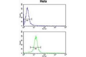 CENPH Antibody (Center) flow cytometry analysis of Hela cells (bottom histogram) compared to a negative control cell (top histogram). (CENPH anticorps  (Middle Region))