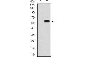 Western blot analysis using ATG16L1 mAb against HEK293 (1) and ATG16L1 (AA: 11-257)-hIgGFc transfected HEK293 (2) cell lysate.