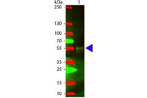 Western Blot of Chicken anti-Rabbit IgG (H&L) Antibody Texas Conjugated antibody. (Poulet anti-Lapin IgG (Heavy & Light Chain) Anticorps (Texas Red (TR)) - Preadsorbed)