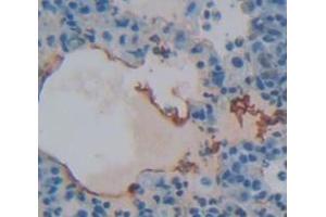 IHC-P analysis of Rat Tissue, with DAB staining. (FOLR1 anticorps  (AA 26-229))