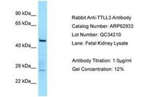 Image no. 1 for anti-Tubulin tyrosine Ligase-Like Family, Member 3 (TTLL3) (AA 812-861) antibody (ABIN6749958) (TTLL3 anticorps  (AA 812-861))