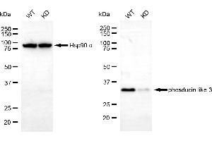 anti-Phosducin-Like 3 (PDCL3) antibody
