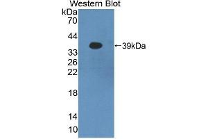 Figure. (PCDHB16 anticorps  (AA 35-347))