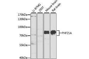 Western blot analysis of extracts of various cell lines, using PHF21A antibody (ABIN1980346) at 1:1000 dilution. (PHF21A anticorps)