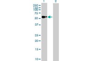 Western Blot analysis of AGER expression in transfected 293T cell line by AGER MaxPab polyclonal antibody. (RAGE anticorps  (AA 1-404))
