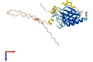 AlphaFold protein structure predicition of Mouse Recombinant Tprg1l Protein, UniprotID Q9DBS2