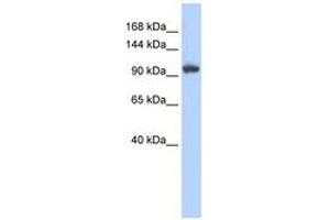 Image no. 1 for anti-Ring Finger Protein 31 (RNF31) (C-Term) antibody (ABIN6740806) (RNF31 anticorps  (C-Term))