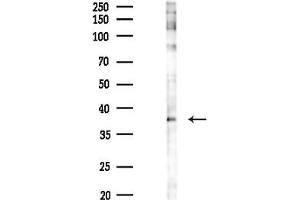 anti-SAPK, JNK (pThr183) antibody