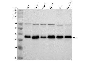 Western blot analysis of DCAF7 using anti-DCAF7 antibody (ABIN7604613).