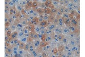 Detection of MAPT in Mouse Liver Tissue using Polyclonal Antibody to Tau Protein (MAPT) (tau anticorps  (AA 92-400))