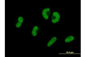 Immunofluorescence of purified MaxPab antibody to USP53 on HepG2 cell. (USP53 anticorps  (AA 1-188))