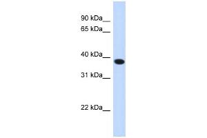 Western Blotting (WB) image for anti-Acyl-CoA Binding Domain Containing 4 (ACBD4) antibody (ABIN2459337) (ACBD4 anticorps)