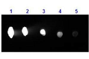 Dot Blot results of Goat F(ab')2 Anti-Human IgG Antibody Phycoerythrin Conjugated. (Chèvre anti-Humain IgG (Heavy & Light Chain) Anticorps (PE) - Preadsorbed)
