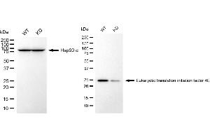 Western blotting analysis using eukaryotic translation initiation factor 4E antibody (ABIN7798528). (Recombinant EIF4E anticorps)