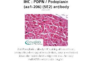 Image no. 1 for anti-Podoplanin (PDPN) (AA 1-206) antibody (ABIN1723215) (Podoplanin anticorps  (AA 1-206))