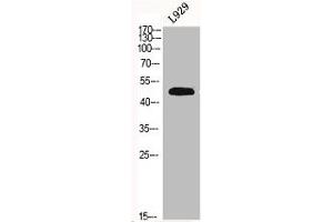 Western Blot analysis of L929 cells using Fibulin-5 Polyclonal Antibody (Fibulin 5 anticorps  (Internal Region))