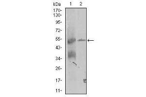 Image no. 1 for anti-Thyroid Hormone Receptor Interactor 6 (TRIP6) antibody (ABIN1490826) (TRIP6 anticorps)