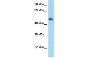 WB Suggested Anti-Frs3 Antibody Titration: 1. (FRS3 anticorps  (C-Term))