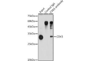 Immunoprecipitation analysis of 900 μg extracts of A-549 cells using 3 μg CDK5 antibody (ABIN6129236, ABIN6138319, ABIN6138320 and ABIN6221397). (CDK5 anticorps  (AA 1-292))