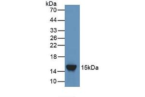 Detection of Recombinant ANGPT2, Rat using Polyclonal Antibody to Angiopoietin 2 (ANGPT2) (Angiopoietin 2 anticorps  (AA 352-477))