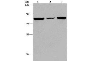 Western Blot analysis of A549 cell, Mouse heart tissue and Hela cell using P3H3 Polyclonal Antibody at dilution of 1:300 (LEPREL2 anticorps)