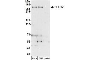 Western Blotting (WB) image for anti-Cadherin EGF LAG Seven Pass G-Type Receptor 1 (CELSR1) (AA 2775-2825) antibody (ABIN7450102)