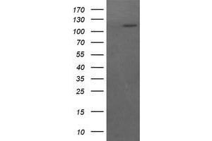 Image no. 2 for anti-RAS P21 Protein Activator (GTPase Activating Protein) 1 (RASA1) antibody (ABIN1500608) (RASA1 anticorps)