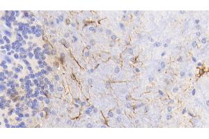 Detection of GFAP in Mouse Cerebellum Tissue using Monoclonal Antibody to Glial Fibrillary Acidic Protein (GFAP) (GFAP anticorps  (AA 70-374))