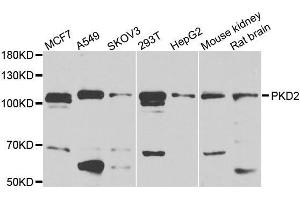 Western blot analysis of extracts of HEK-293 cell line, using PKD2 antibody. (PKD2 anticorps  (AA 240-410))
