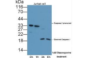 Detection of CASP7 in lysates of Jurkat cell line using Polyclonal Antibody to Caspase 7 (CASP7) (Caspase 7 anticorps  (AA 24-198))